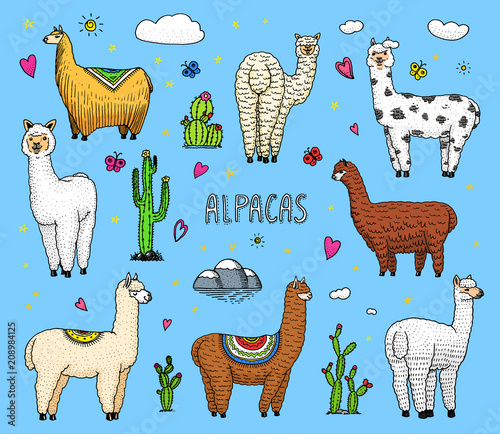 Set of cute Alpaca Llamas or wild guanaco on the background of Cactus and mountain. Funny smiling animals in Peru for cards, posters, invitations, t-shirts. Hand drawn Elements. Engraved sketch.