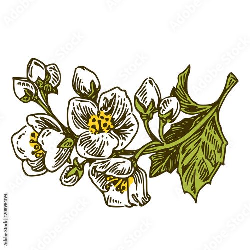 Aroma flowers. Jasmine. Color. Engraving style. Vector illustration.