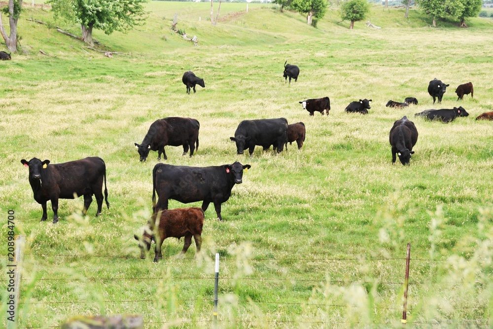 Beef Cattle Beef Cattle