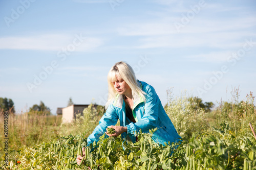 A woman in the vegetable garden a collecting pea