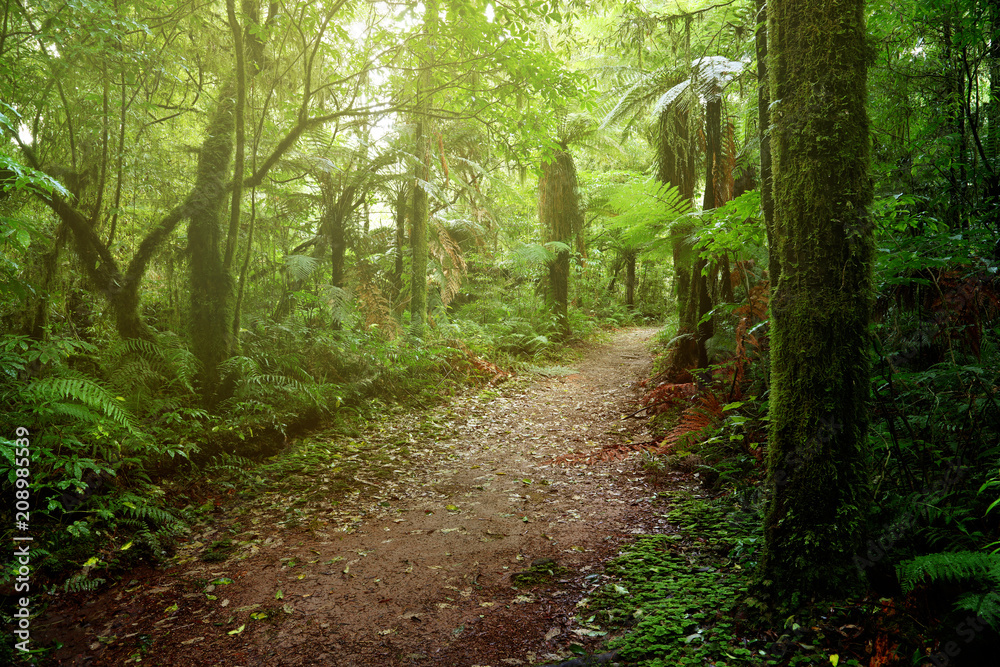 Obraz premium Forest walking trail