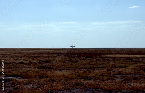 Solitude Tree on an inhospitable landscape