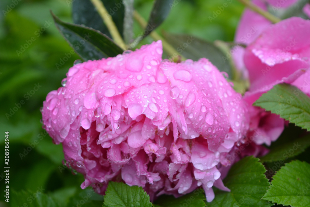 pink peony flower with raindrops.natural gentle romantic nature. refined luxury pink peony flower with raindrops.natural gentle romantic nature. refined luxury