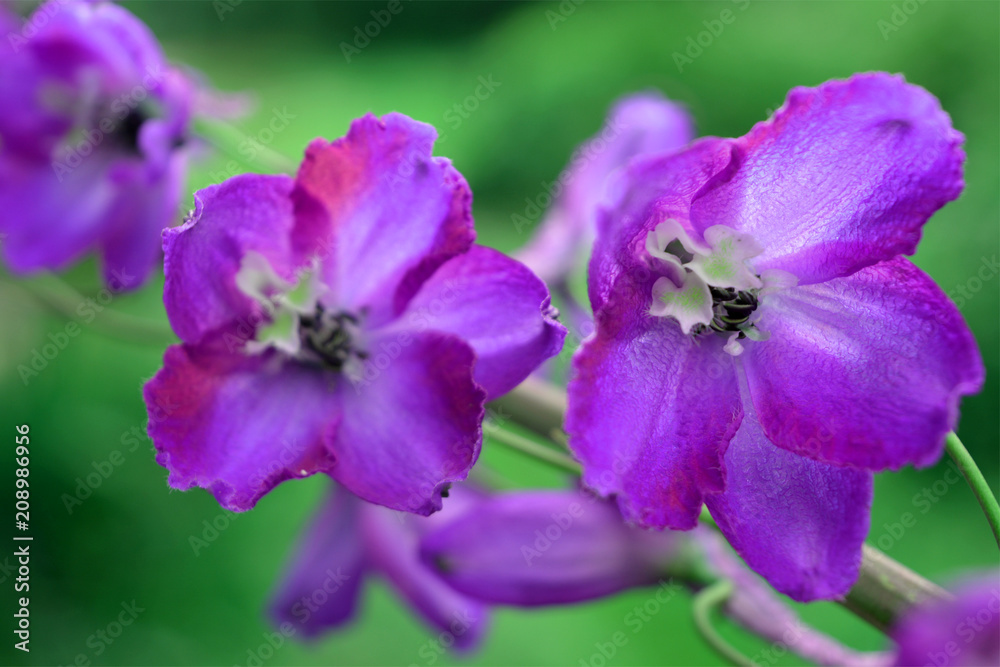 beautiful gentle blue with purple delphinium flowers on a green blurred background. bright summer natural composition beautiful gentle blue with purple delphinium flowers on a green blurred background. bright summer natural composition