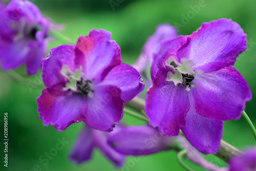 beautiful gentle blue with purple delphinium flowers on a green blurred background. bright summer natural composition