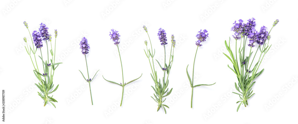 Obraz premium Płaskie kwiaty lawendy kwiatowy transparent kwiatowy