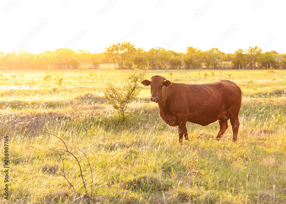 Livestock at Sunset Livestock at Sunset