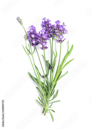 Fototapeta Naklejka Na Ścianę i Meble -  Lavender flower bunch white background Fresh herbs