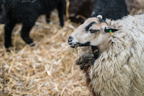 Sheep standing inside the barn