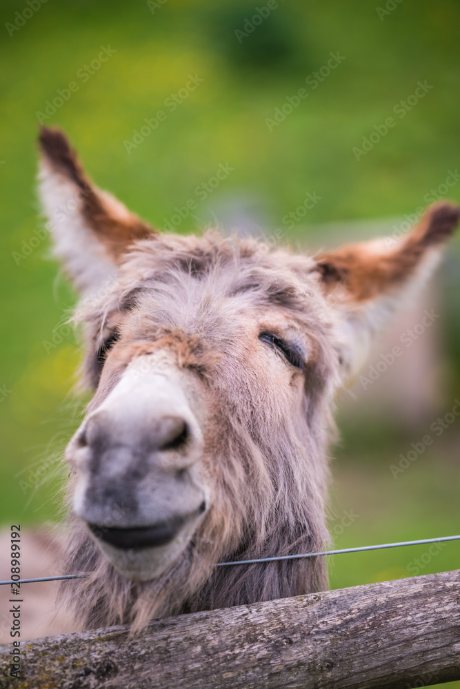 Closeup of a face of a furry donkey