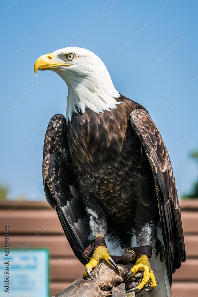 Bald eagle sitting on a trainer hand