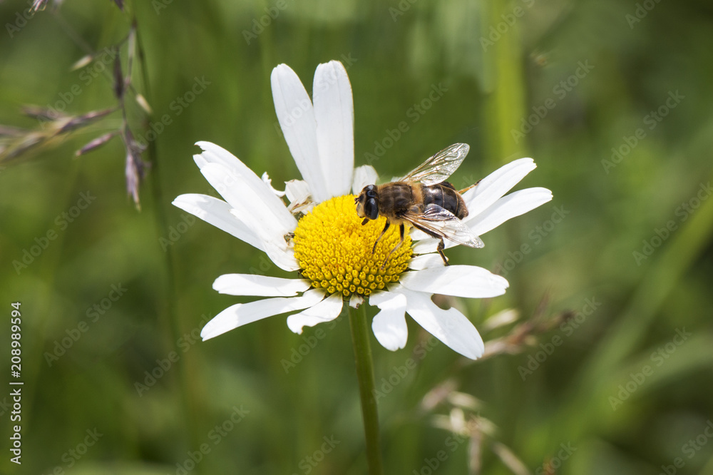Close up of a bee on flower with green meadow in the background Close up of a bee on flower with green meadow in the background