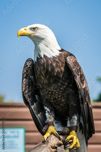 Obraz na płótnie Bald eagle sitting on a trainer hand w salonie