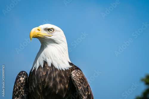 American bald eagle portrait © Pav-Pro Photography 