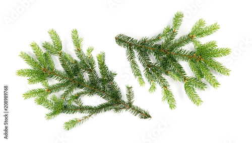 Green Spruce Twigs Isolated