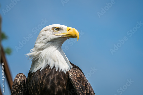 American bald eagle portrait © Pav-Pro Photography 