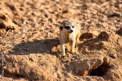 Curious and inquiring surikat or meerkat watching around