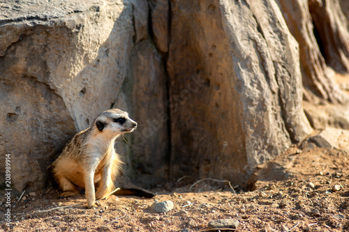 Curious and inquiring surikat or meerkat watching around