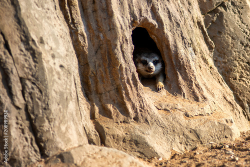 Curious and inquiring surikat or meerkat watching around hole