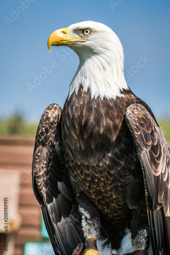 Bald eagle sitting on a trainer hand