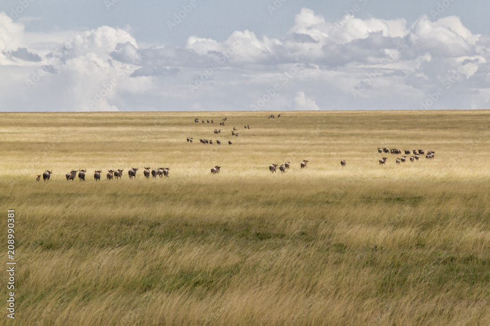 Fototapeta premium Wildebeest on the run in the migraition season in the Serengeti National Park in Tanzania