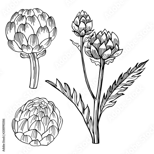 Artichoke. Hand drawn vegetables on white background.  Vector sketch  illustration.