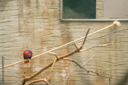 Small red parrot in zoo