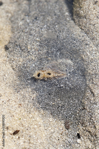 Coque enfouie respirant dans le sable Erquy Bretagne