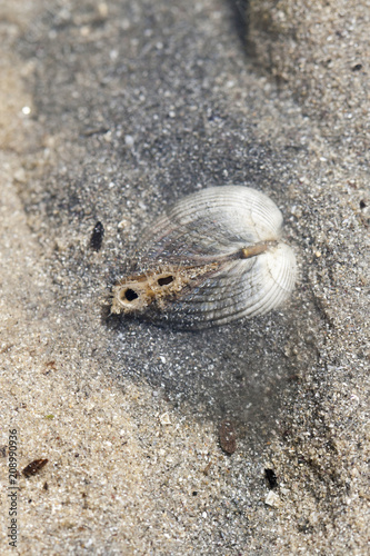 Bivalve coque respirant dans le sable