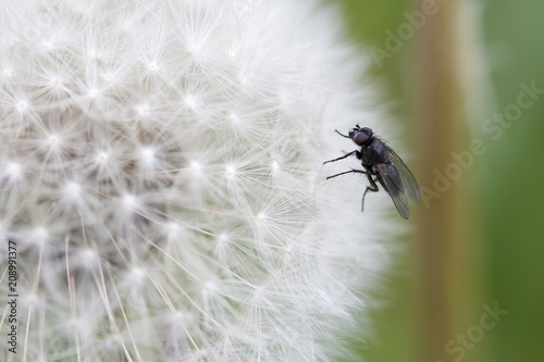 Pissenlit et mouche