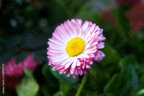 pink flower of a daisy
