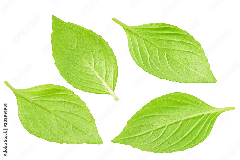 fresh green leaves isolated fresh green leaves isolated