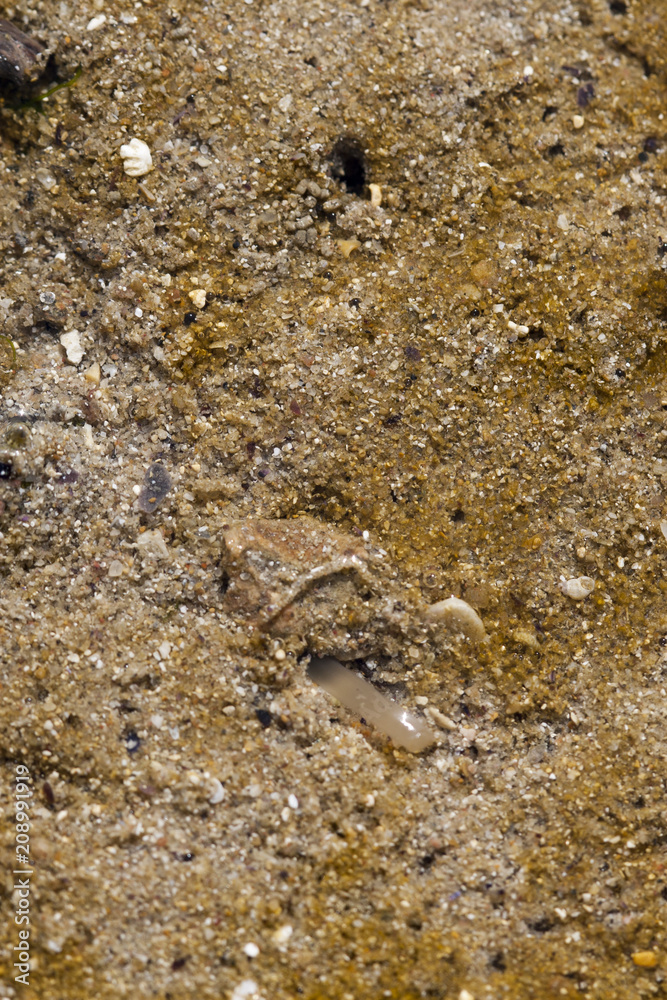 Palourde enfouie respirant dans le sable