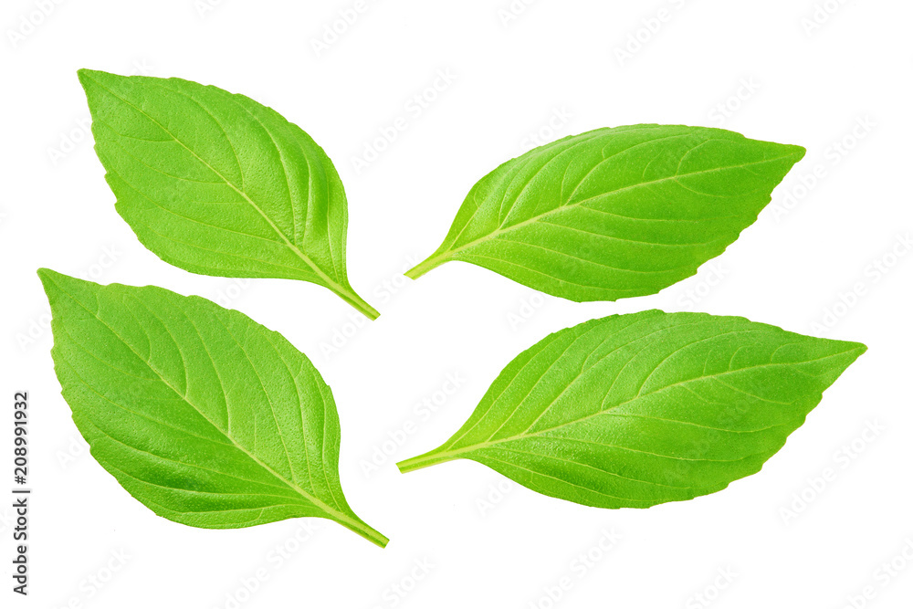 Obraz premium fresh green leaves isolated