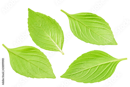 fresh green leaves isolated