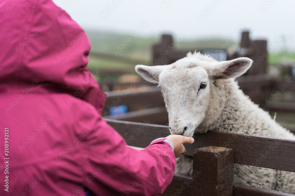 Little girl feeding sheep in on the farm Little girl feeding sheep in on the farm