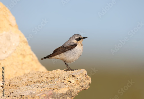 A northern wheatear (Oenanthe oenanthe) male in breeding plumage stands on a stone on blue sky bakground