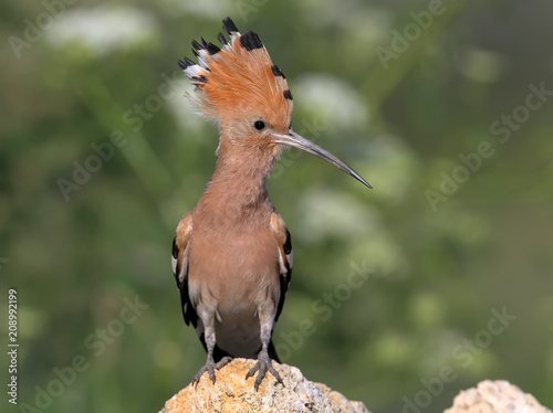 Extra close up and detailed photo of a hoopoe with open crest sits on a stone on blurred background.