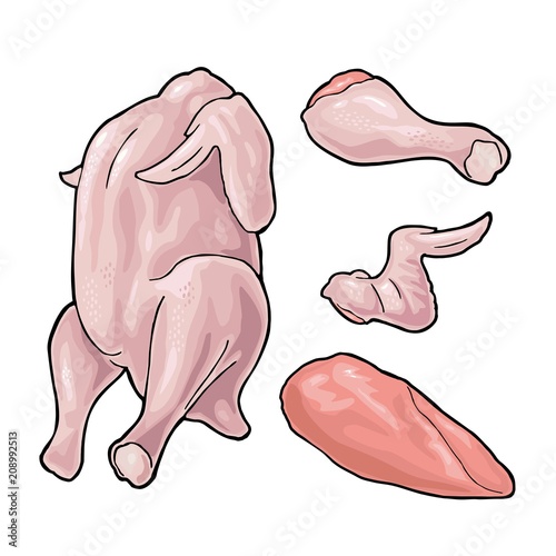 Whole, leg, wing raw chicken. Vector color illustration