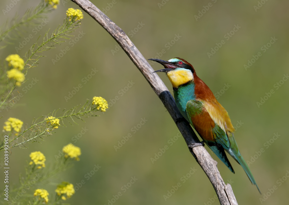 Naklejka premium European bee-eater looks at a bee flying past to catch