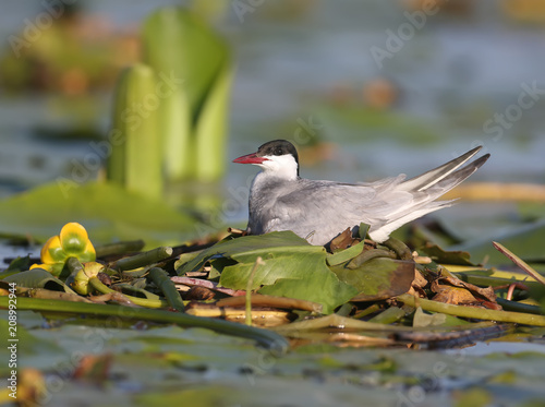 A female whiskered tern (Chlidonias hybrida) sits on a nest of aquatic plants. Close-up and detailed photo