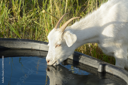 White goat with horns drinking water from black tub in pasture on hot summer day