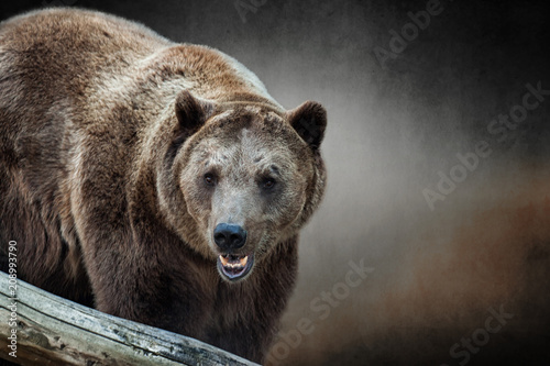 Brown bear in artistic processing