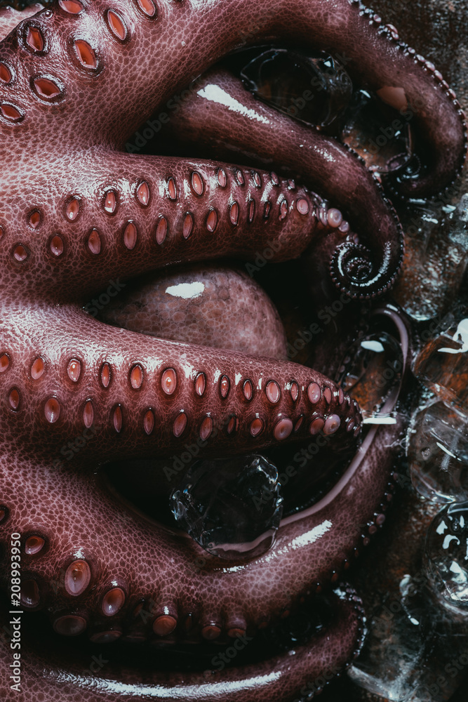Obraz premium top view of big raw octopus with ice cubes