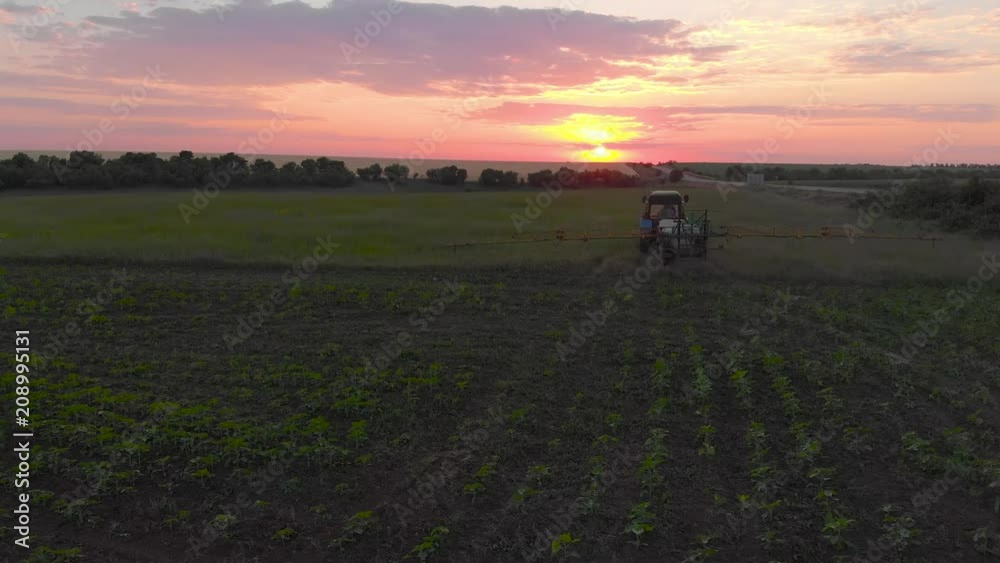 Aerial view of a tractor that irrigates the field with a young, fresh potato at sunset. The process of spraying field growths from insects and loaders. Aerial view of a tractor that irrigates the field with a young, fresh potato at sunset. The process of spraying field growths from insects and loaders.