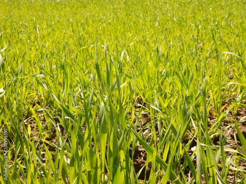 green grass in the field