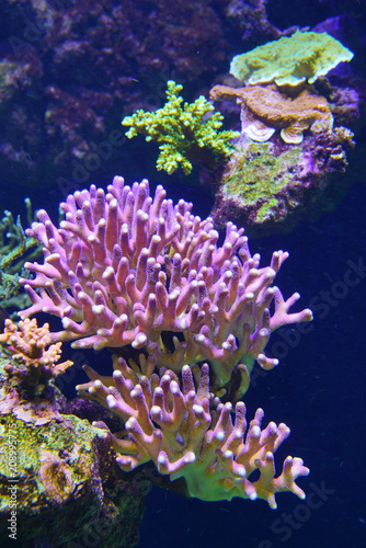 Fototapeta Naklejka Na Ścianę i Meble -  Colorful corals under water in an aquarium