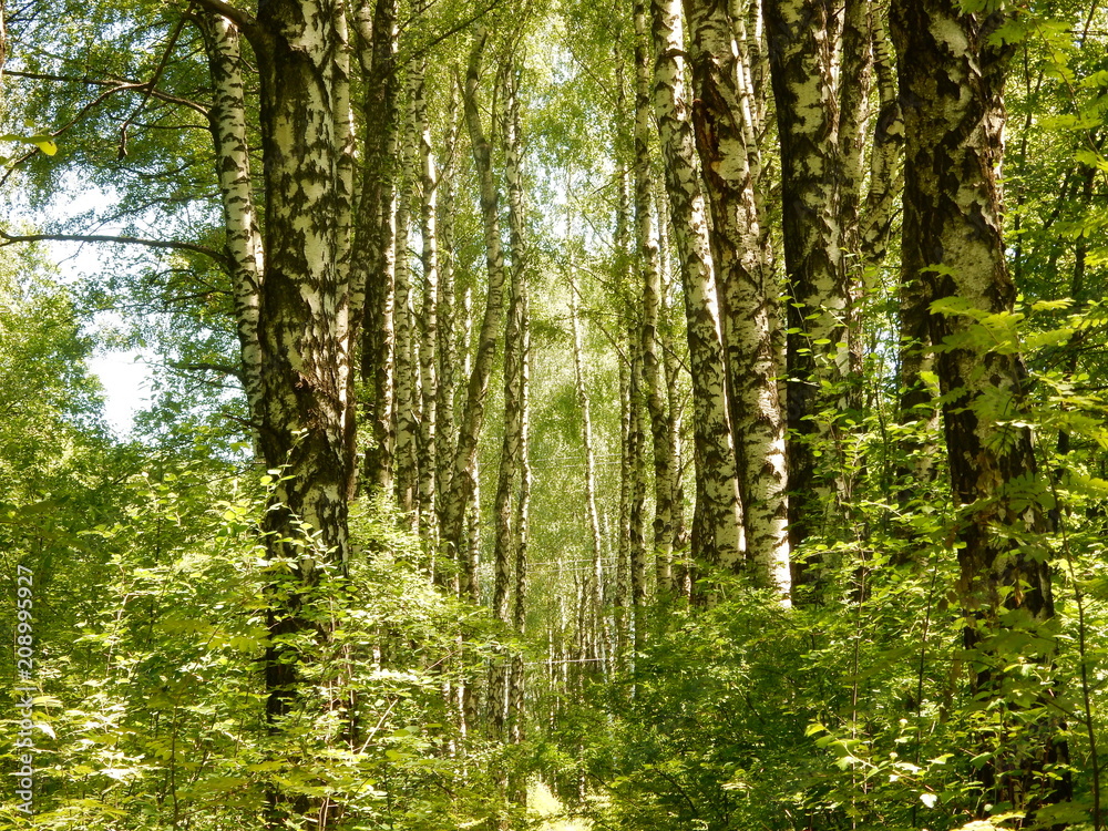 Fototapeta premium Birch Grove