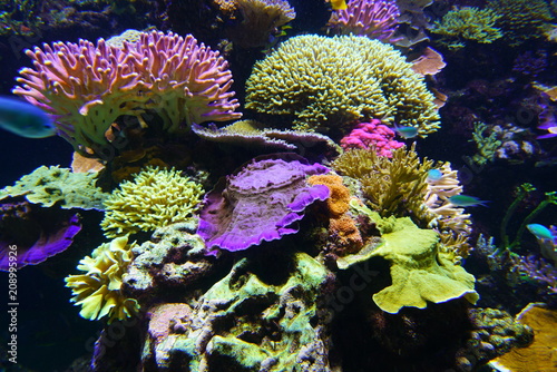 Fototapeta Naklejka Na Ścianę i Meble -  Colorful corals under water in an aquarium
