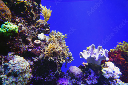 Colorful corals under water in an aquarium